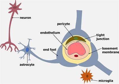 The Potential Roles of Glial Cells in the Neuropathogenesis of Cerebral Malaria